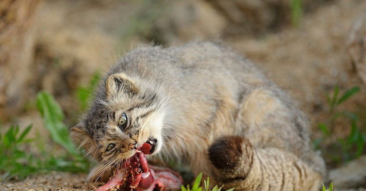 Котик съел. Дикий кот Манул охотится. Кот Манул питание. Манул на охоте. Манул палласов кот на охоте.