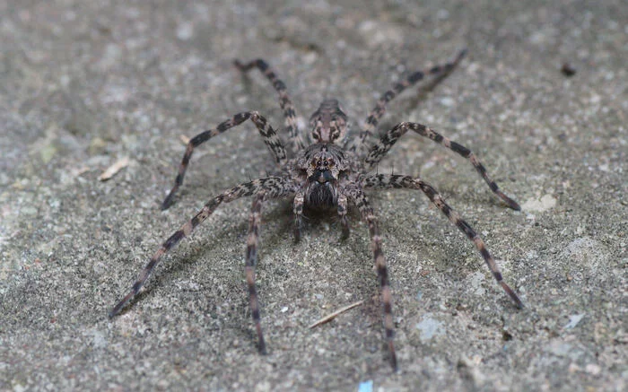Pretty boy - The photo, Spider, Macro photography, My