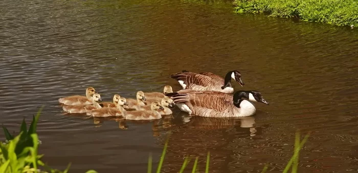 Canadian goose family - My, Netherlands (Holland), Birds, Nature, The photo, Canada goose