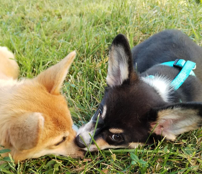 puppy tenderness - My, Welsh corgi pembroke, friendship, Milota, Dog