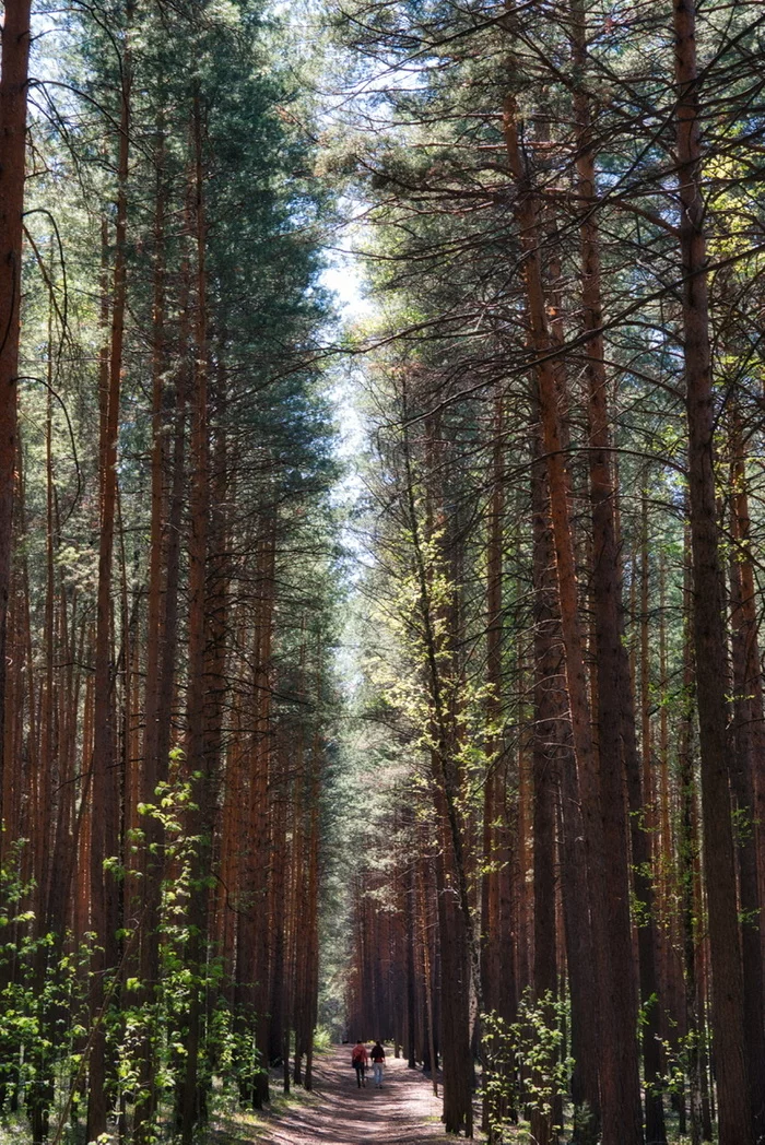 Slender giants of Akademgorodok - My, Nature, Novosibirsk, Forest, The photo, Akademgorodok, Path