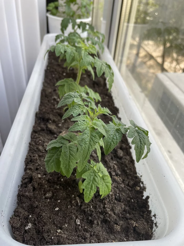 small vegetable garden on the window - My, Vegetable garden on the windowsill, Hobby, Longpost