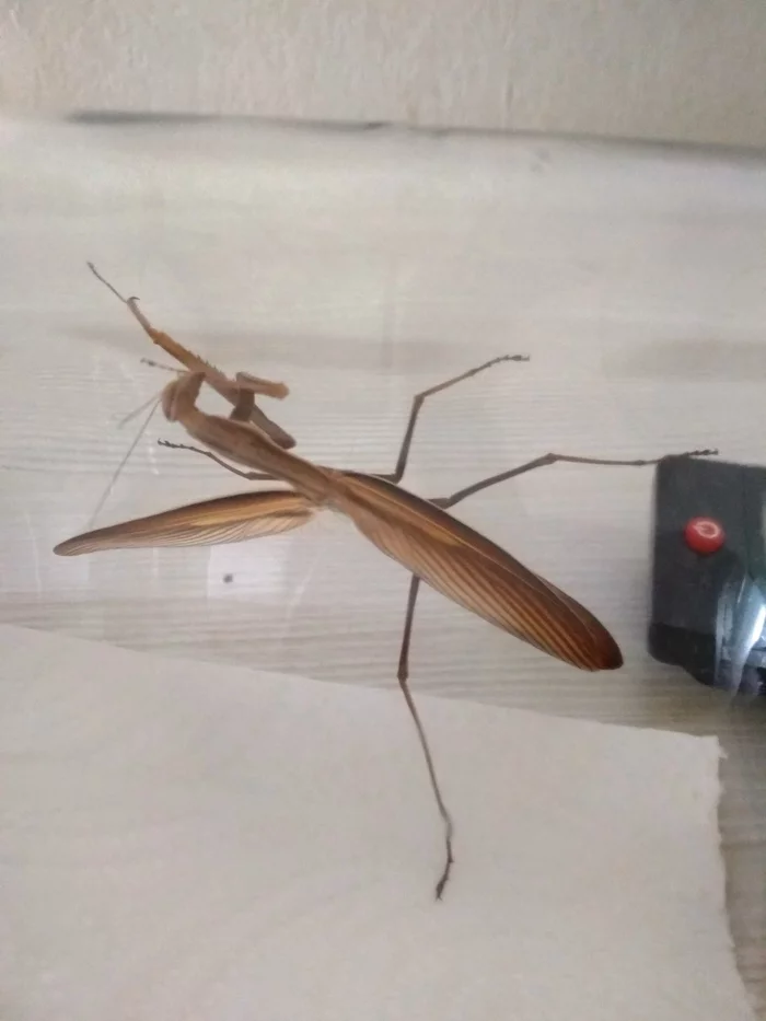 Who is this and what should we do with him? Rescue, plz! - My, Insects, Mantis, What to do, What's this?, Longpost