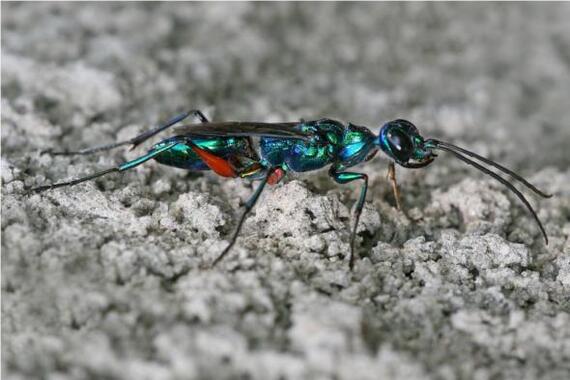 Personal cockroach of the emerald wasp - Wasp, Cockroaches, Zombie, In the animal world, Amazing, Insects, Video, Vertical video, Longpost