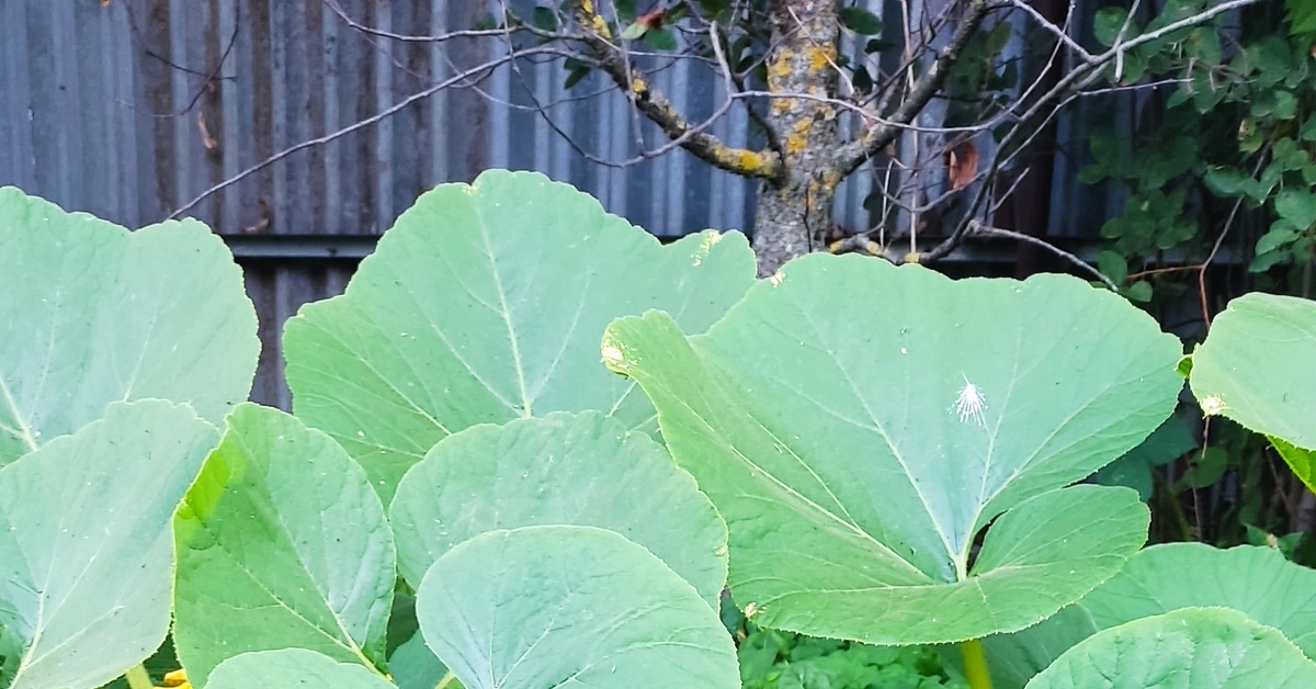 Тыква | Пикабу