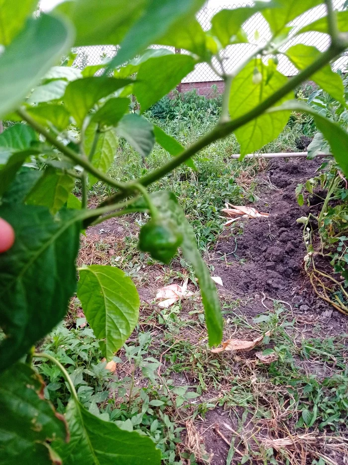 Help identify - My, Hot peppers, Search, Longpost