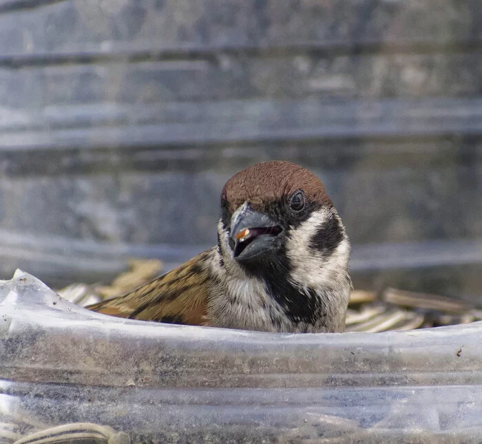 field sparrow - My, Birds, Photo hunting, Hobby, The nature of Russia, Nature, Ornithology, beauty of nature, Sparrow, Portrait