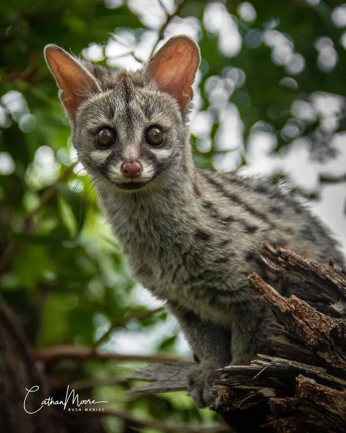 Oh, what are you doing? - Genets, Predatory animals, Mammals, Animals, Wild animals, wildlife, Nature, South Africa, The photo, Wyvernaceae