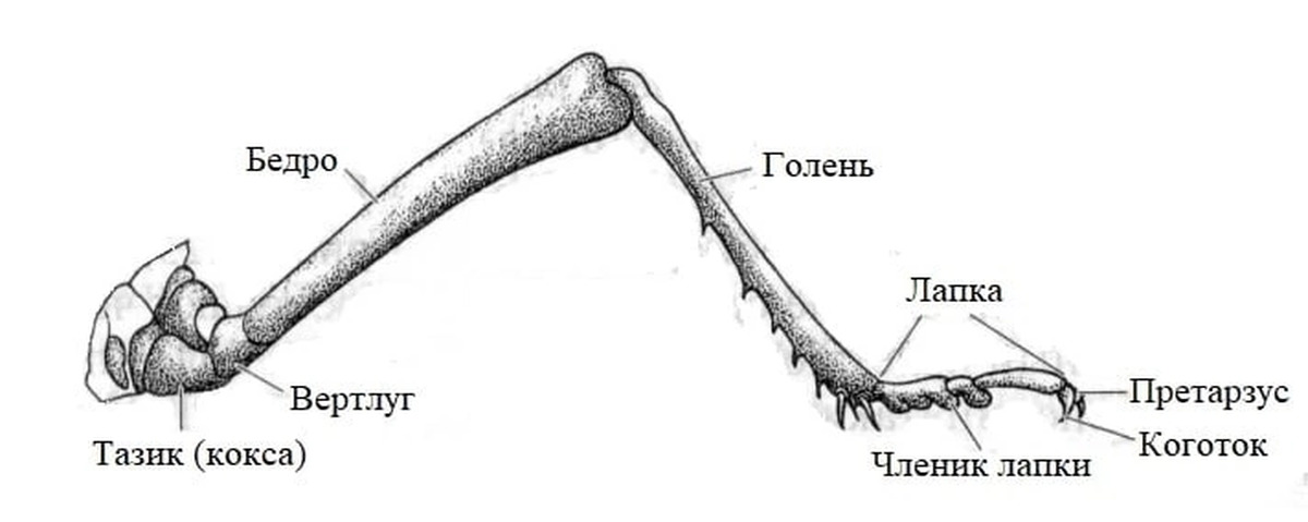Сегменты конечности. Строение лапки насекомого. Схема строения грудного сегмента насекомого. Тазик вертлуг бедро голень лапка. Строение ноги насекомого.