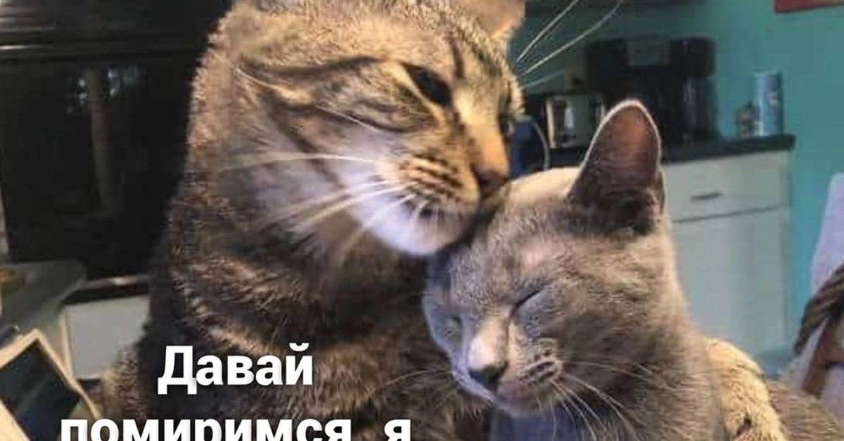 Старый кот и котенок. Кошачья любовь. Две кисы. Котик поддерживает. Милые серые котики.