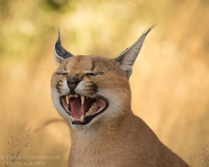 Oh, laugh - Caracal, Small cats, Cat family, Predatory animals, Mammals, Animals, Wild animals, wildlife, Nature, Reserves and sanctuaries, South Africa, The photo