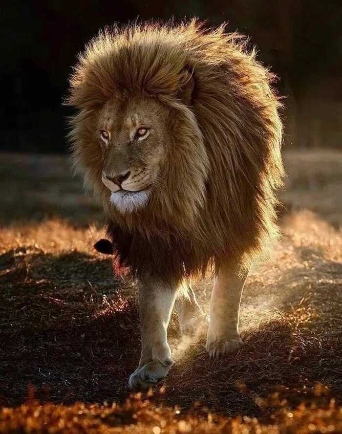 Царь. Просто Царь!