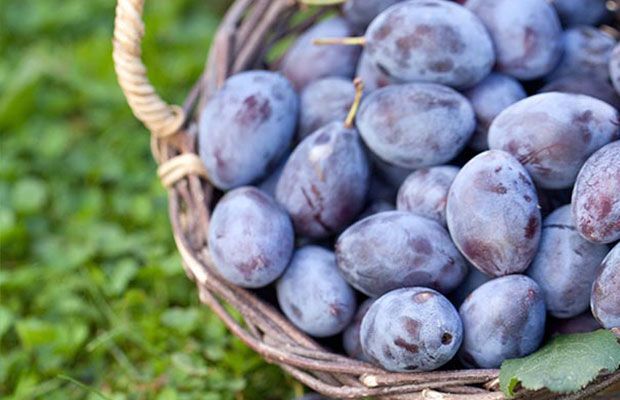 Sloe Gin, Damson Gin, Patxaran, Prunollo. Traditional plum liqueurs - Alcohol, Liquor, Recipe, Blackthorn, Plum, Gin, Longpost