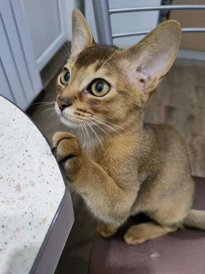 Абиссинская кошка Ника - Моё, Кот, Абиссинская кошка, Милота, Длиннопост, Домашние животные