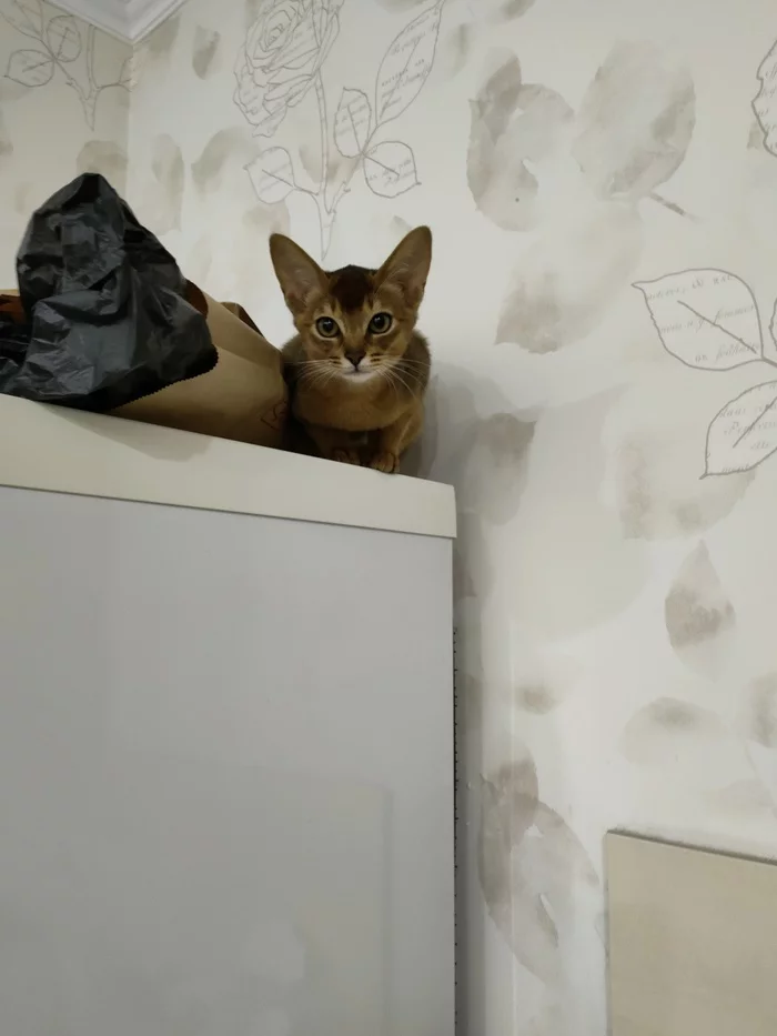 Абиссинская кошка Ника - Моё, Кот, Абиссинская кошка, Милота, Длиннопост, Домашние животные