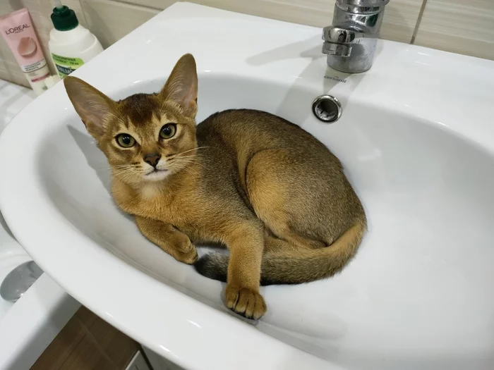 Абиссинская кошка Ника - Моё, Кот, Абиссинская кошка, Милота, Длиннопост, Домашние животные