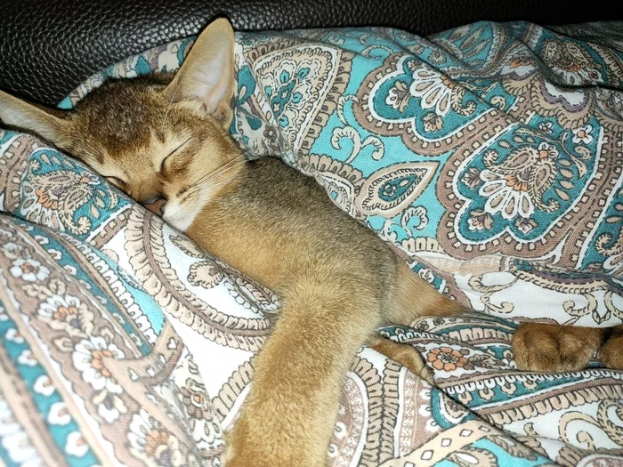 Абиссинская кошка Ника - Моё, Кот, Абиссинская кошка, Милота, Длиннопост, Домашние животные