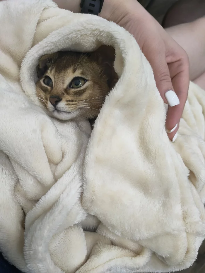 Абиссинская кошка Ника - Моё, Кот, Абиссинская кошка, Милота, Длиннопост, Домашние животные