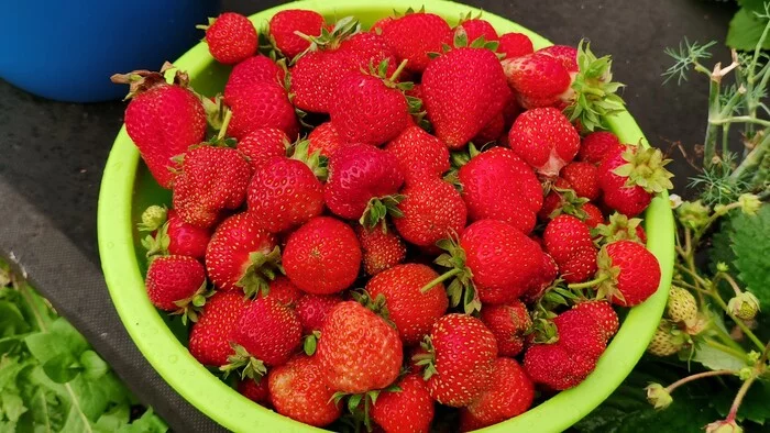 Strawberry garden remontant berries are collected until September - My, Strawberry, Garden, Garden, Plants, Harvest, Harvesting, Berries, Video, Youtube