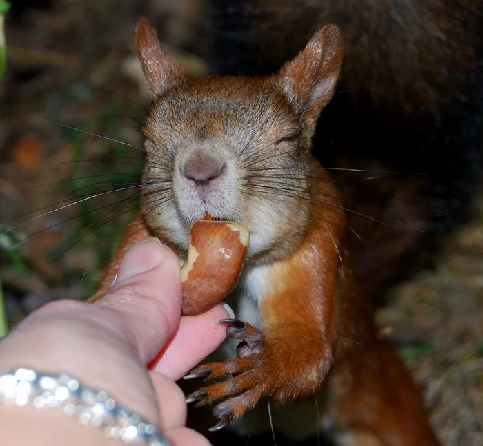 Nyama-nyama! - My, Krasnoyarsk, Siberia, The photo, Squirrel, Milota