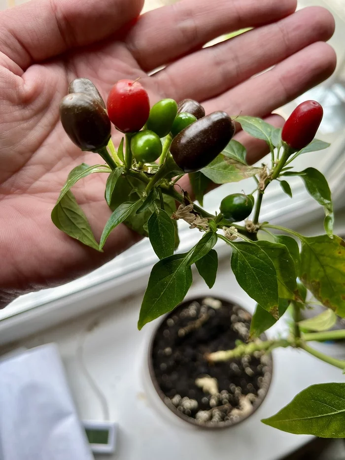 Tell me what kind of pepper - My, Hot peppers, Pepper, Houseplants, Longpost