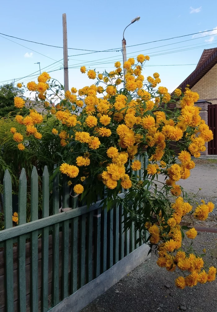 Bouquet of golden balloons - My, Flowers, Mobile photography, Bouquet, Longpost, Rudbeckia