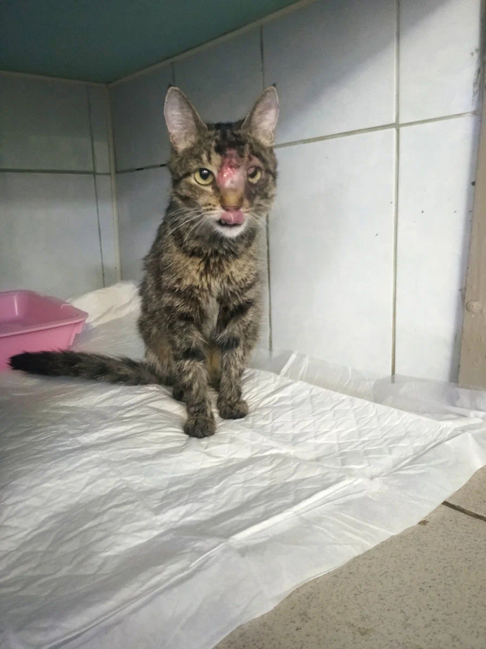 ПЕРМЬНужна передержка для кошки в ближайшее время на 2 недели!