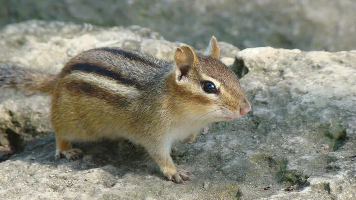 Cuties from Alberta - My, The photo, Wild animals, Canada, Longpost, Chipmunk
