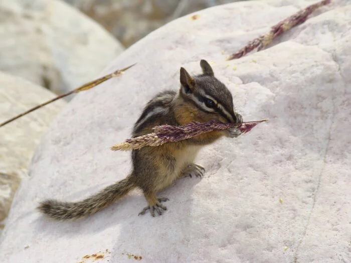 Cuties from Alberta - My, The photo, Wild animals, Canada, Longpost, Chipmunk