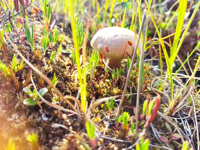 Gifts of the tundra. YNAO 21.08.2022 - My, Nature, Tundra, North, Berries, Mushrooms, Autumn, The nature of Russia, The photo, Longpost, No filters