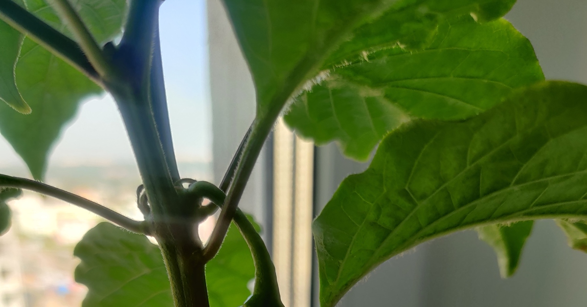 Когда снимать перцы скорпион тринидада? | Пикабу