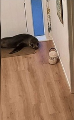 New Zealand seal took over the house and kicked the cat out of it - Seal, New Zealand, Invasion, Youth, Wild animals, news, Text