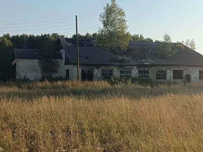 Уже много лет березка живёт на крыше - Моё, Развалины, Березы, Гараж, Заброшенное