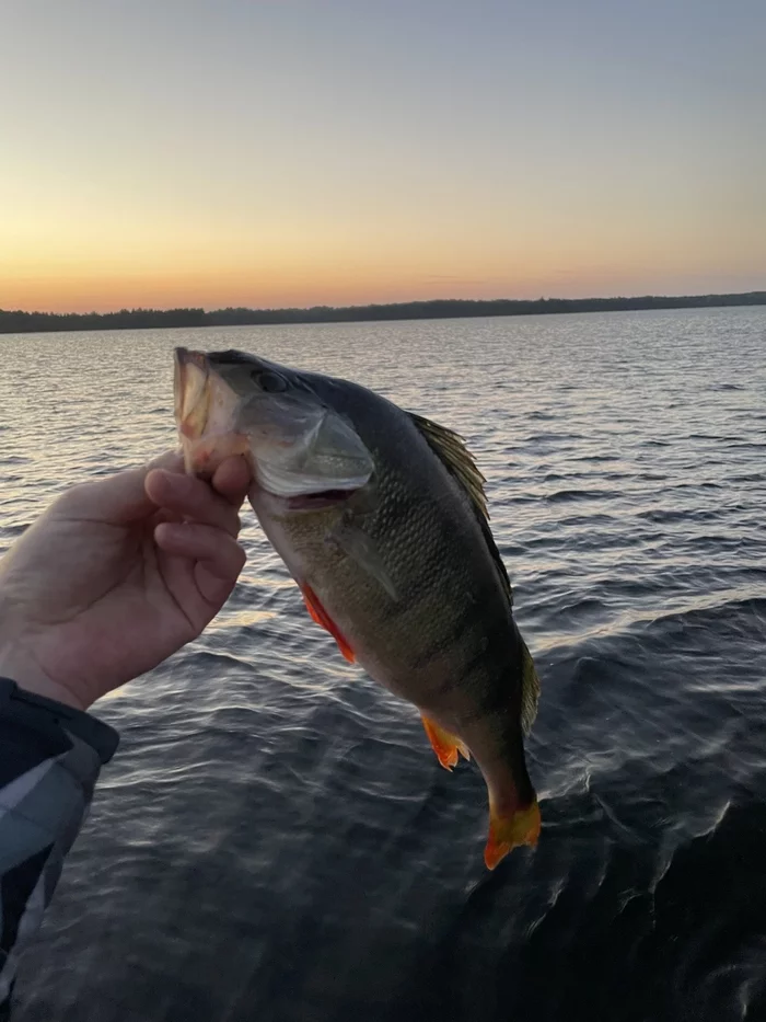 Gorbach - My, Leningrad region, Fishing, Perch, Relaxation