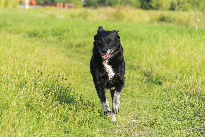 How little a dog needs to be happy - My, Dog, Summer, Klyazma, Friend, Walk, Sunday, Relaxation, Longpost