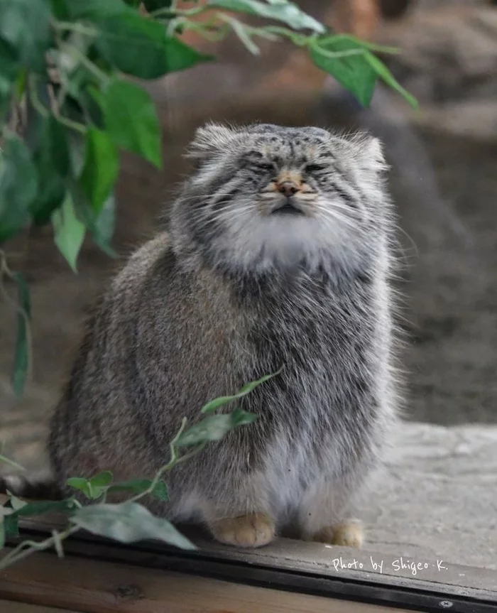 Kittens sniffing - Pallas' cat, cat