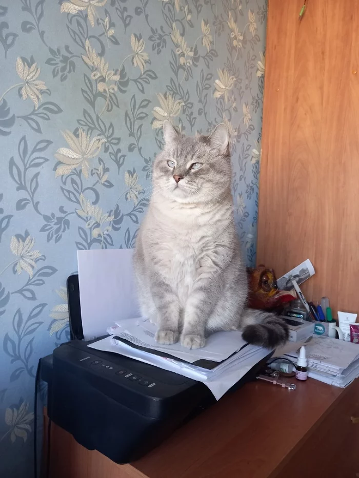 Кот учёный - Моё, Кот, Мобильная фотография, Фотография
