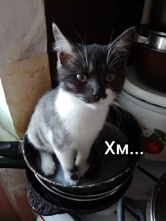 And the cat is smart, yes, right ... - Strange humor, Humor, Picture with text, cat, Animal behavior, Upbringing, Pan, Clever, Pets, Longpost