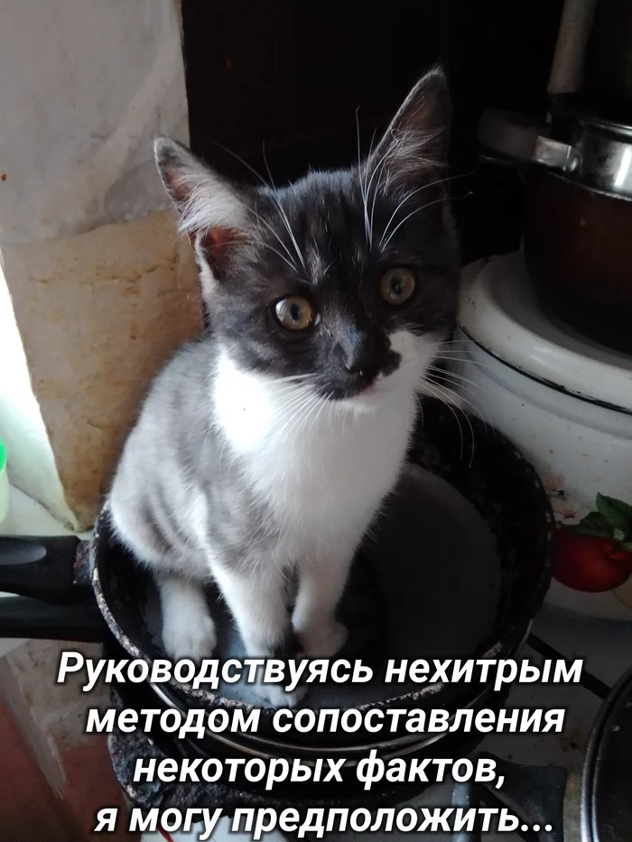 And the cat is smart, yes, right ... - Strange humor, Humor, Picture with text, cat, Animal behavior, Upbringing, Pan, Clever, Pets, Longpost
