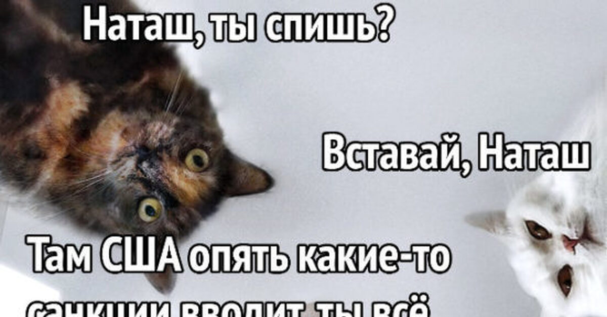 Мем наташа и коты с днем рождения