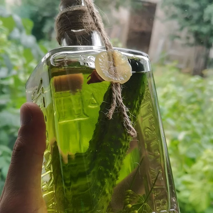 Cucumber in a bottle. That's all I wanted to say - Cucumbers, Tincture, Moonshine