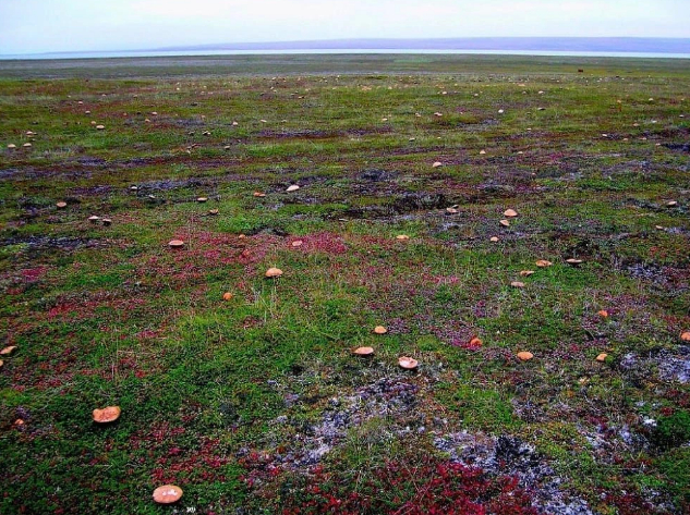 This is what mushroom picker's paradise looks like. Commander Islands Kamchatka Krai - Mushrooms, Kamchatka, The photo, Nature, Russula