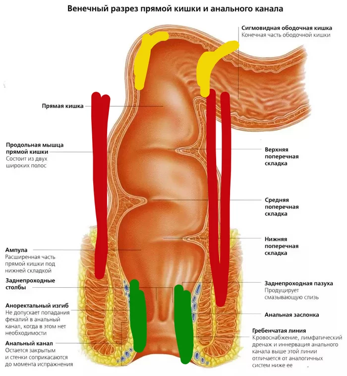 Continuation of the post Squeezing the penis during anal sex - NSFW, Anal sex, Experience, Rectum, Anus, Reply to post