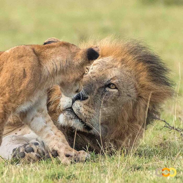 Крошка сын к отцу пришёл