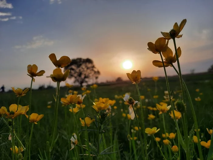 Flowers at sunset - My, Nature, Summer, The photo, Photographer