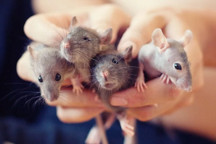 Bouquet - My, Rat, Pets, Young, Decorative rats