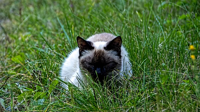 Lawn - My, The photo, Street photography, cat, Middle Ural, Thai cat, Kitten Woof