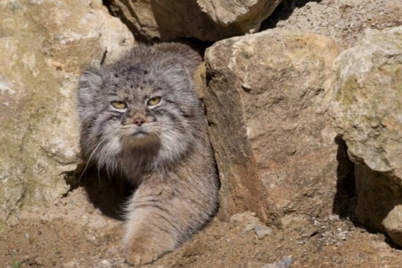 I've been hiding here! - Pallas' cat, Pet the cat, The photo, Cat family, Predatory animals, Wild animals, Small cats, Ambush