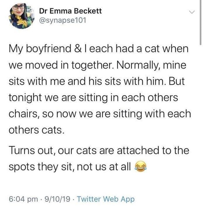 Disloyal cats - Screenshot, Twitter, cat