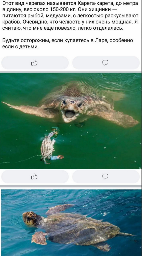 Don't piss off the turtles - Picture with text, Turtle, Danger, Injury, Longpost, Bite, Turkey